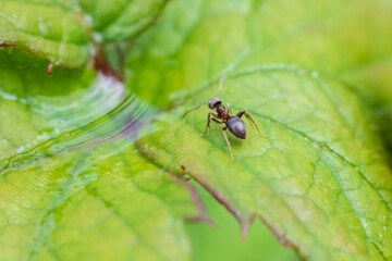 Close-up of an ant on a green leaf