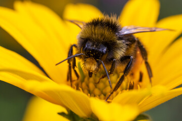 Close-up of a meadow bumblebee's head on a yellow flower