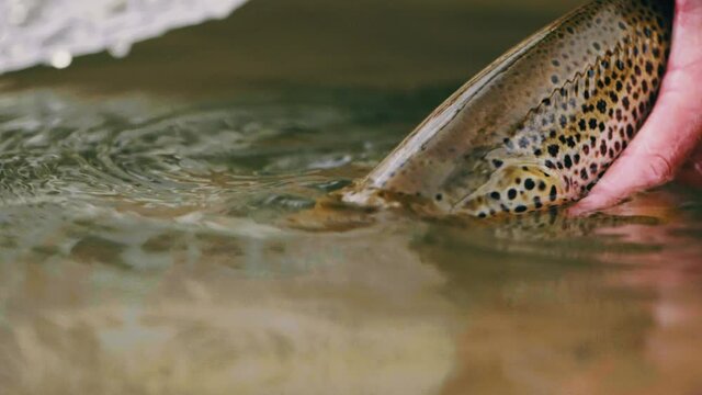 A  shallow focus of a guy letting a trout back into the water