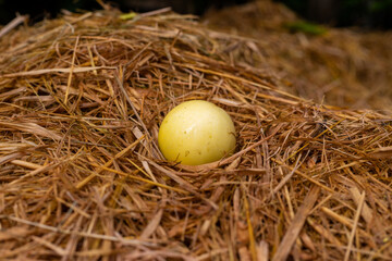 Naklejka na ściany i meble nest with eggs on the grass