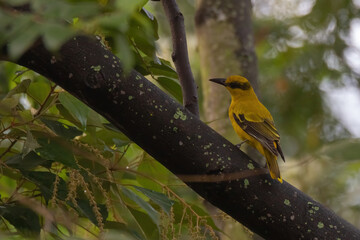 closeup view of a black-naped oriole in nature