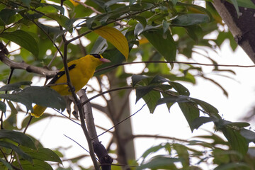 closeup view of a black-naped oriole in nature