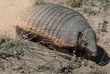 Hairy Armadillo, in desert environment, Peninsula Valdes, Patagonia, Argentina