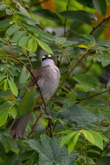 closeup view of yelow-vented bulbul in nature