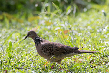 closeup view of a spotted dove in nature