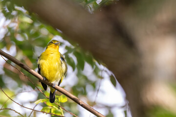 Common Iora (Aegithina tiphia) perched on tree branch looking for fruits in natural habitat