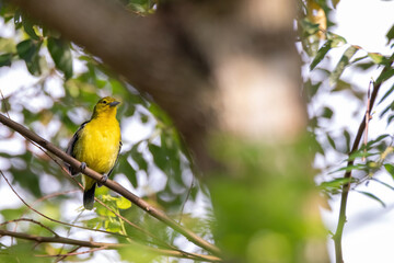 Common Iora (Aegithina tiphia) perched on tree branch looking for fruits in natural habitat