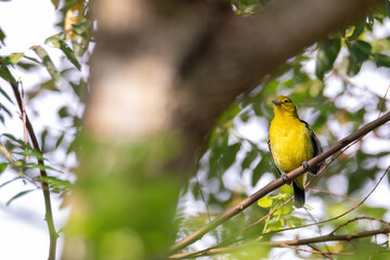 Common Iora (Aegithina tiphia) perched on tree branch looking for fruits in natural habitat