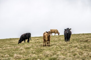 pretty brown and black calves in the meadow - obrazy, fototapety, plakaty