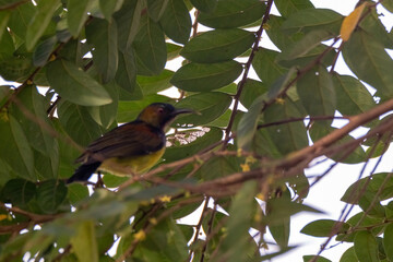 closeup view of beautiful sunbird in nature