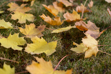 A carpet of beautiful maple leaves on the grass