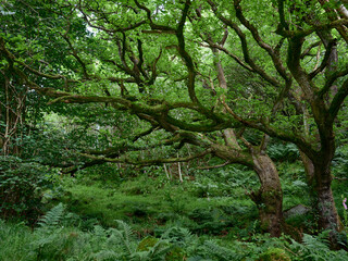 Ancient Oak woodland in Nidderdale. North Yorkshire