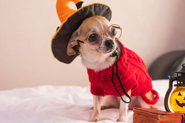 Purebred Chihuahua dog posing for Halloween on a yellow background. Mockup with animals and...