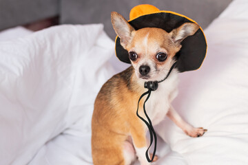 Purebred Chihuahua dog posing for Halloween on a yellow background. Mockup with animals and paraphernalia for All Saints Day.
