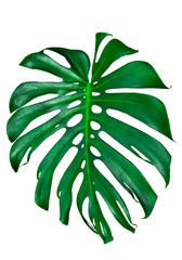 Fototapeta na wymiar monstera leaf on white background