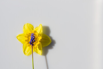 single purple Muscari flower on top of yellow daffodil flower on white background - Powered by Adobe