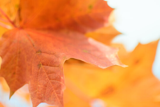 Defocused image of autumn leaves on a sunny day