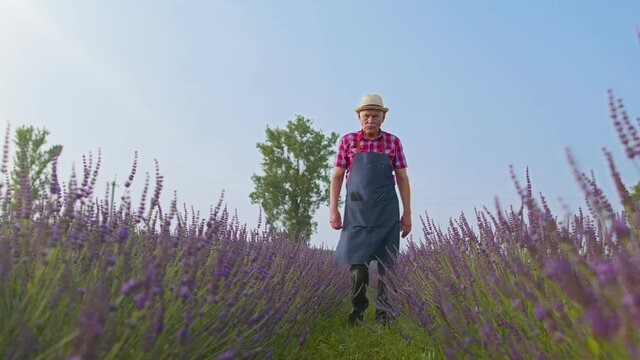 Senior man grandfather farmer growing lavender plant in herb garden, retirement activities. Lavender blooming farm bushes field, harvesting and drying. Lavender, oil production. Seasonal gardening