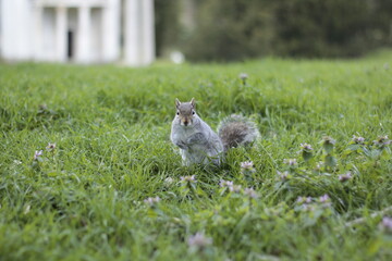 squirrel in the park
