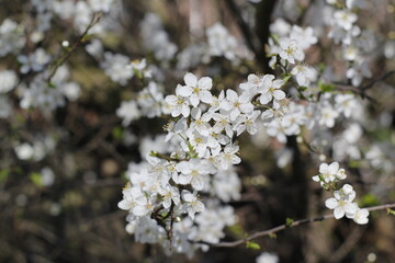 white flowers of a tree