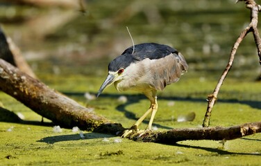 Fototapeta premium Black-crowned Night-Herons These social birds breed in colonies of stick nests usually built over water. They live in fresh, salt, and brackish wetlands.