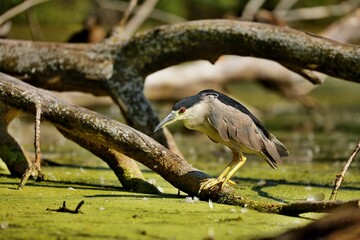 Fototapeta premium Black-crowned Night-Herons These social birds breed in colonies of stick nests usually built over water. They live in fresh, salt, and brackish wetlands.