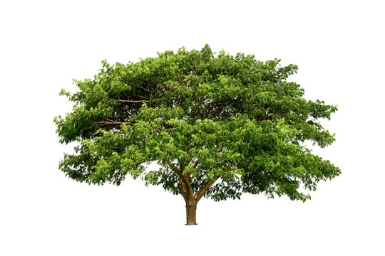 Big green tree isolated on white background, tropical trees, clipping path