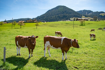 Fototapeta na wymiar Beautiful swiss cows. Alpine meadows. Mountains. 