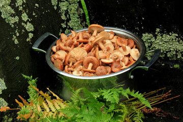 Freshly cut raw Rufous Milkcap mushrooms placed in a large soup pot. Natural background. Rufous Milkcap (Lactarius rufus) Mushrooms background. Edible autumn mushroom 