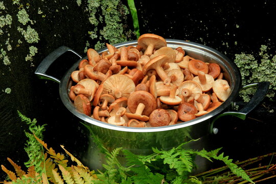 Freshly cut raw Rufous Milkcap mushrooms placed in a large soup pot. Natural background. Rufous Milkcap (Lactarius rufus) Mushrooms background. Edible autumn mushroom 