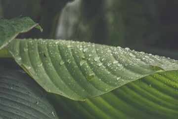water drops on green background, tropical leaf, raindrops like pearls 