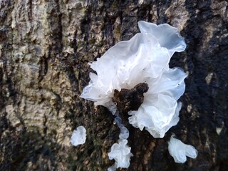 Fungo Basidiomycota (orelha-de pau) em tronco de árvore