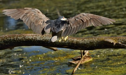 Black-crowned Night-Herons
These social birds breed in colonies of stick nests usually built over water. They live in fresh, salt, and brackish wetlands.