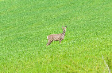 Adorable deer chewing and standing in green grass on a vivid pasture. Roe deer, capreolus caprelous.