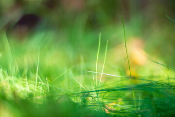 Plants, grass close-up in the forest. Low point of view in nature landscape. Ground forest on sunset, summer background. Blurred nature background copy space. Park low focus depth.