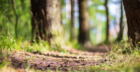 Forest path close up. Low point of view in nature landscape. Blurred nature background copy space. Park low focus depth. Ecology environment.