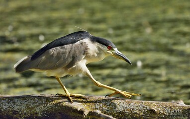 Black-crowned Night-Herons
These social birds breed in colonies of stick nests usually built over water. They live in fresh, salt, and brackish wetlands.