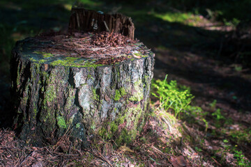 Tree stump in the forest close-up covered with moss in the forest.