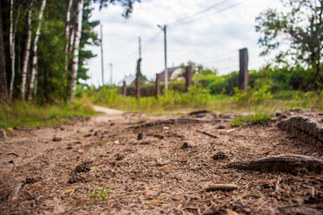 Forest path close-up with cones and roots. Low point of view in nature landscape. Blurred nature background copy space. Park low focus depth. Ecology environment.