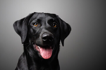 black labrador retriever head shot close up grey background