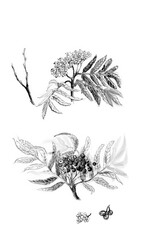 Pen and ink drawing of branch of mountain ash tree with leaves and little flowers. Hand drawn with black ink. Illustration isolated on a white background.