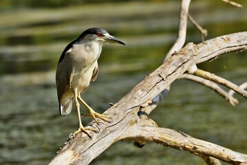 Black-crowned Night-Herons
These social birds breed in colonies of stick nests usually built over water. They live in fresh, salt, and brackish wetlands.