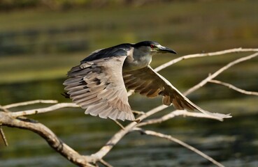 Black-crowned Night-Herons
These social birds breed in colonies of stick nests usually built over water. They live in fresh, salt, and brackish wetlands.