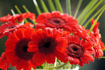 Gerbera Blüte rot Freisteller