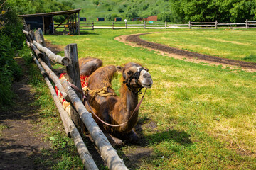 The camel is resting in the paddock