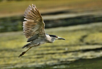 Black-crowned Night-Herons
These social birds breed in colonies of stick nests usually built over water. They live in fresh, salt, and brackish wetlands.