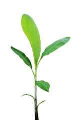 banana tree on a white background