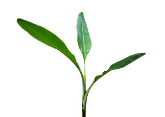 banana tree on a white background