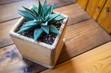 Haworthia grows in a pot on the wooden surface of the windowsill. Beautiful green-brown succulent houseplant in stone ground.