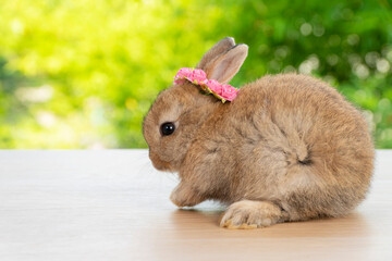 Brown baby bunny with white and red paper roses on own head while lying down on wood green bokeh background. Newborn rabbit with blossom flower on hair while sitting on wooden. Easter animal concept.